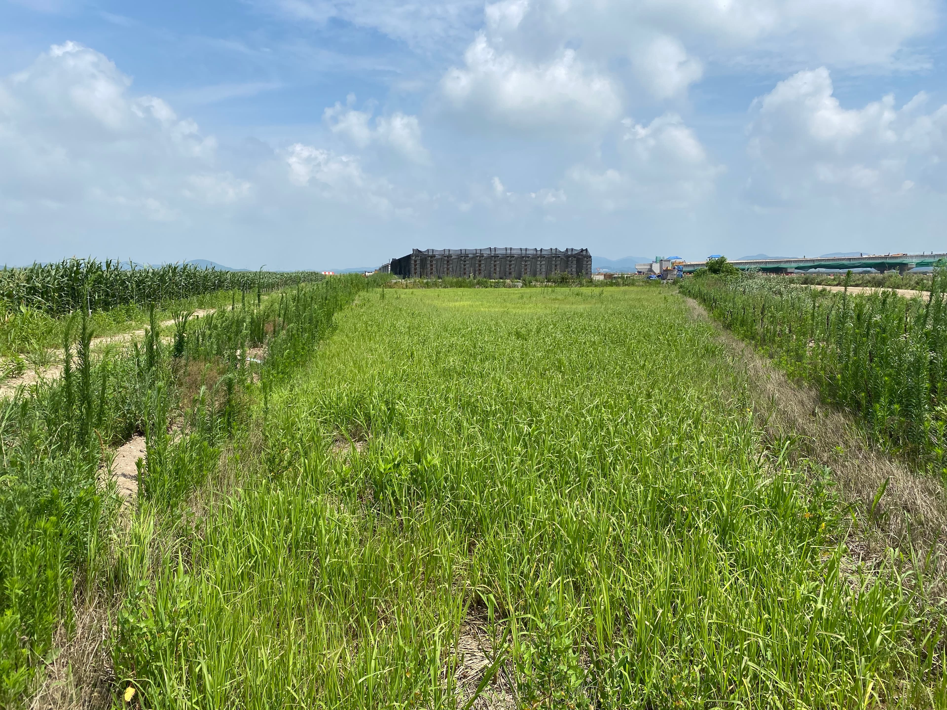 서해안 간척지 토양 복원 프로젝트