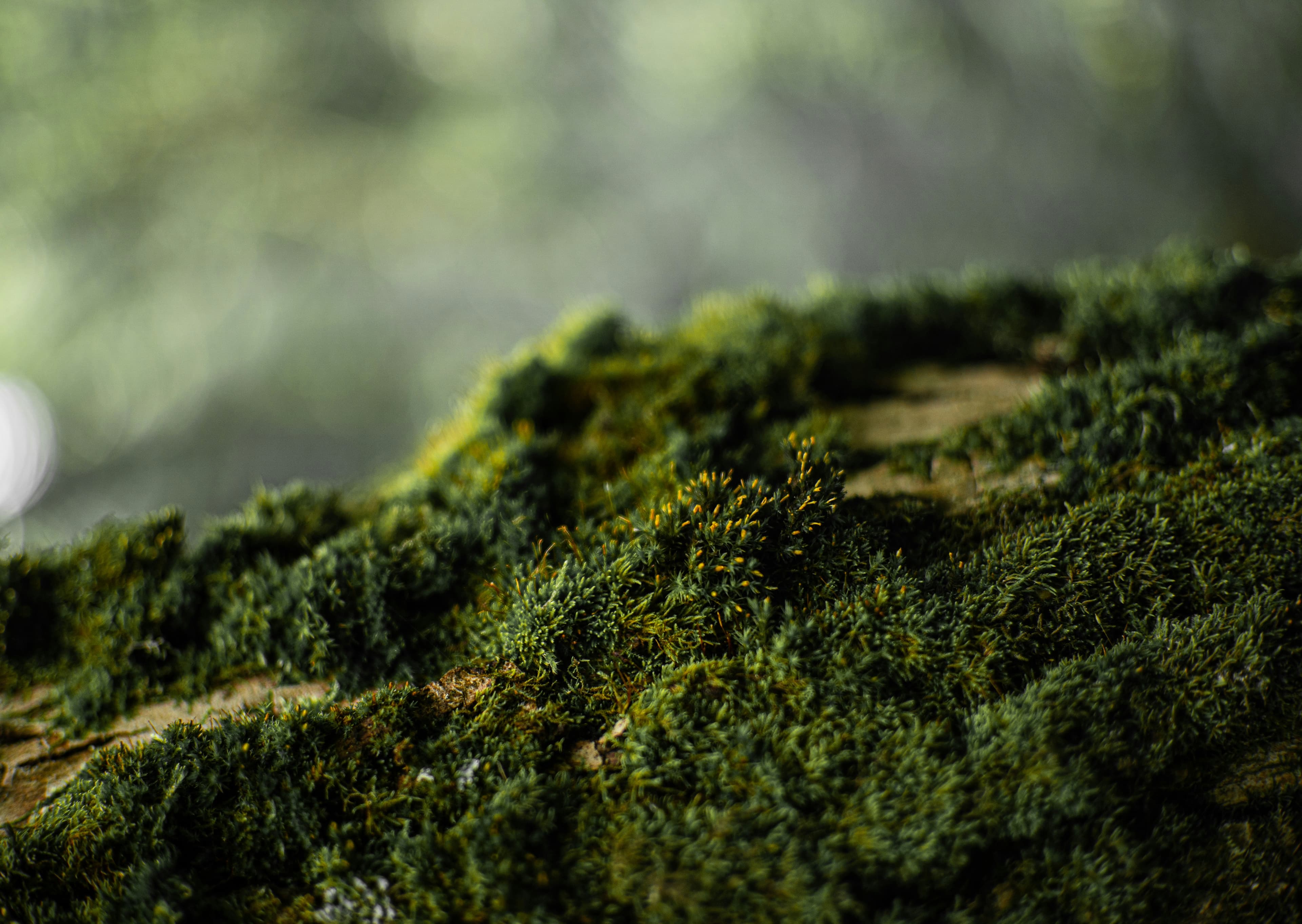 복원의 열쇠가 이끼라고? 코오네의 선택엔 이유가 있다