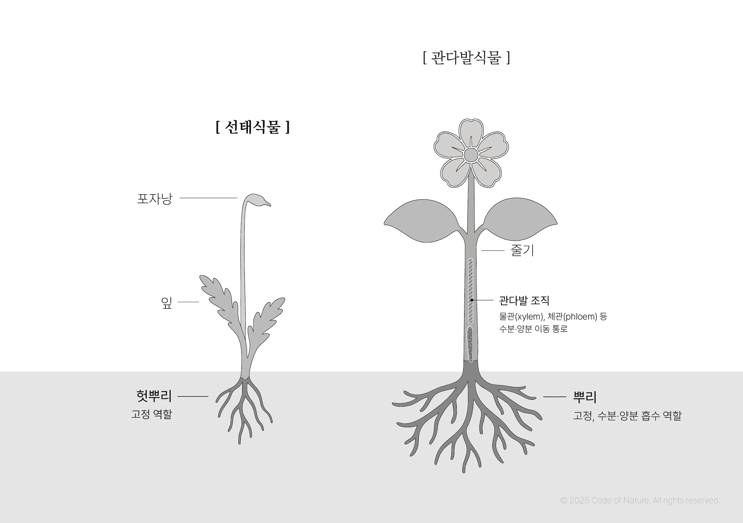 선태식물과 관다발식물의 구조 비교