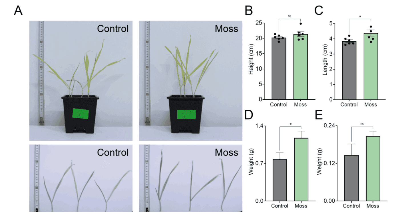 Barley grown in control soil and moss-treated soil