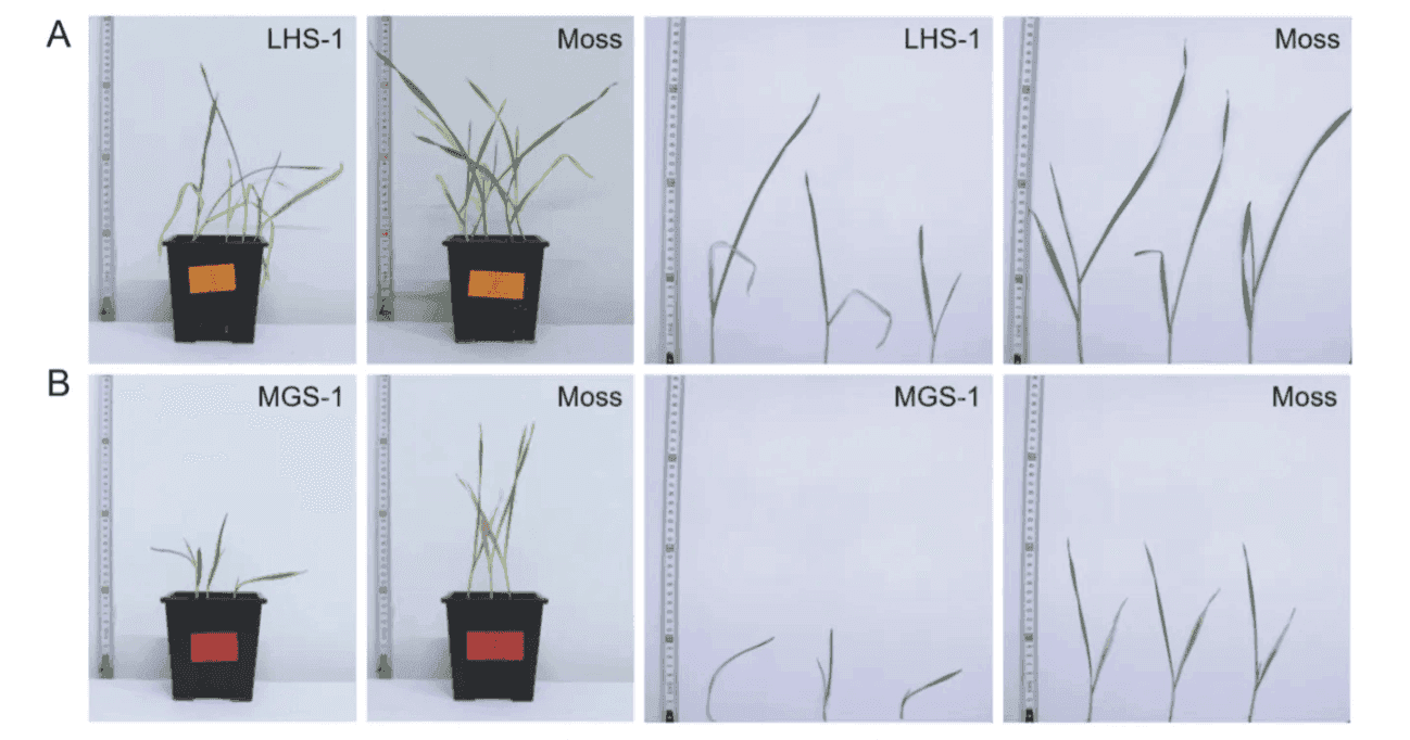Barley grown in lunar soil simulant and Martian soil simulant