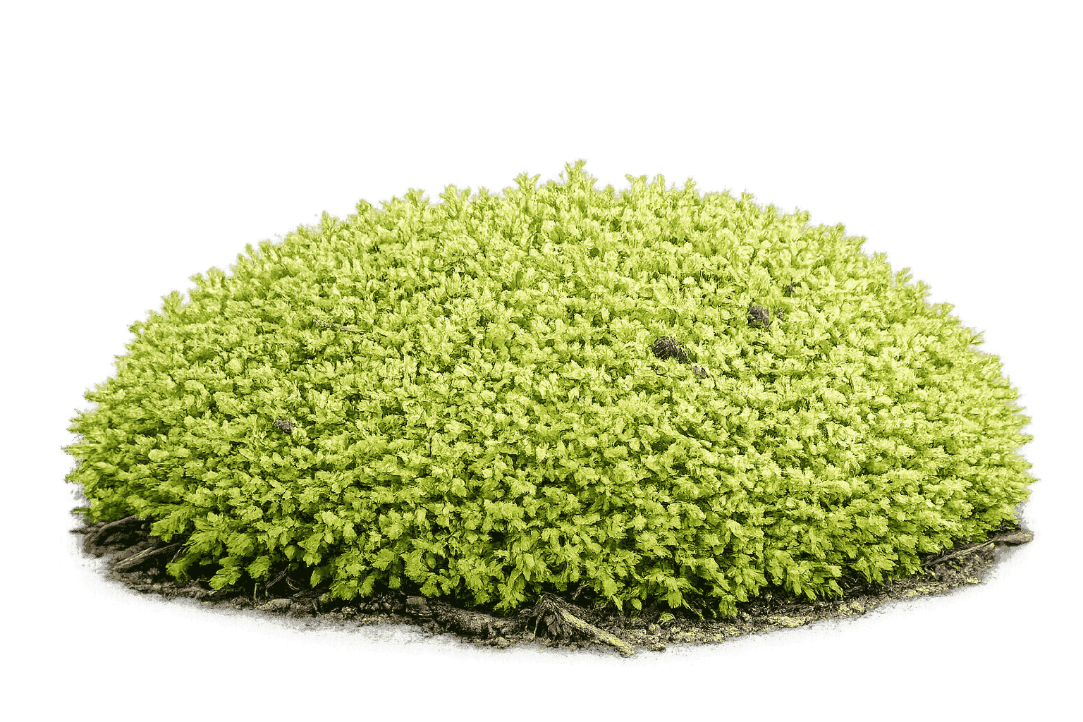 Brachymenium exile — moss species compatible with MoNS moss nutrient fertilizer