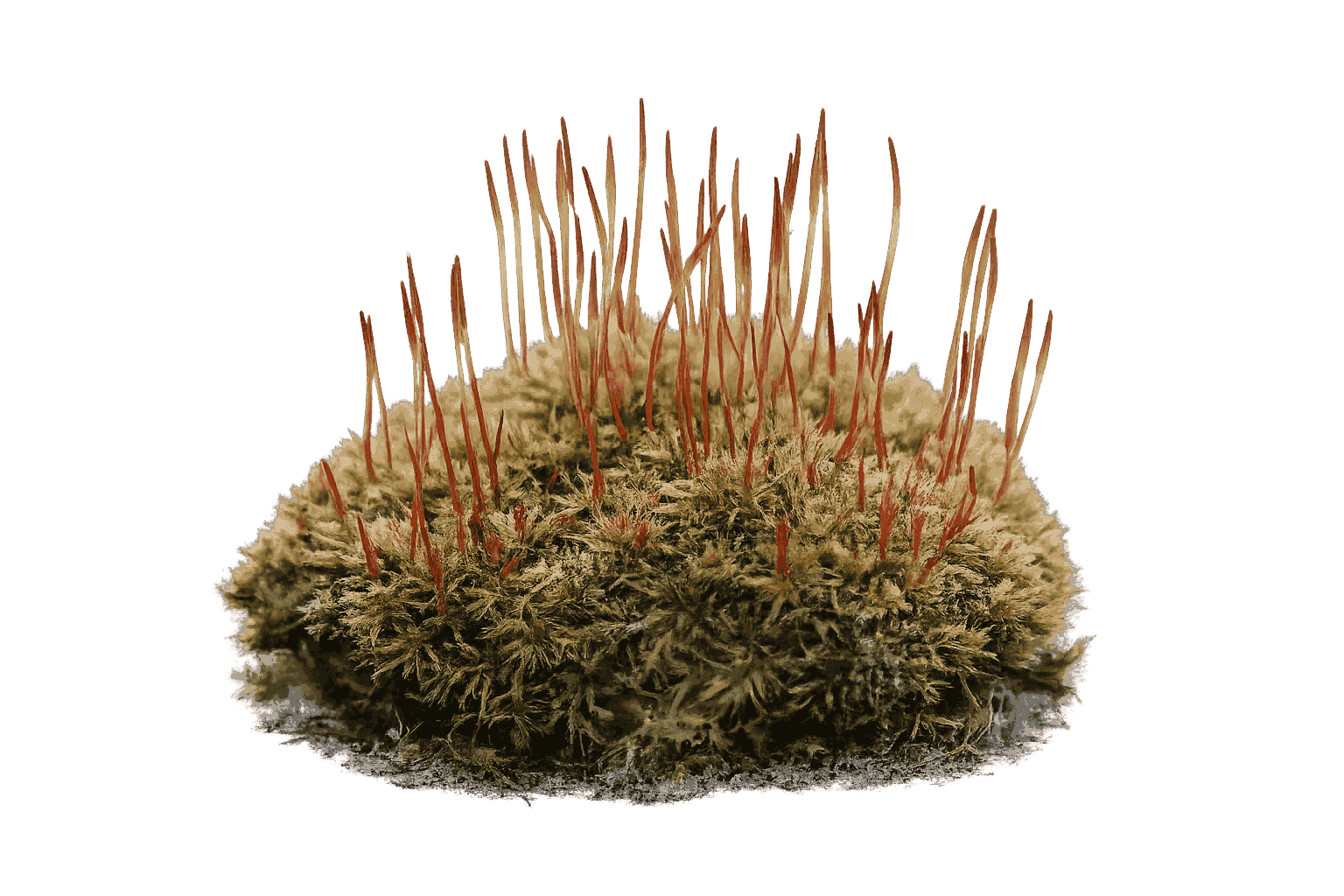Ceratodon purpureus — moss species compatible with MoNS moss nutrient fertilizer