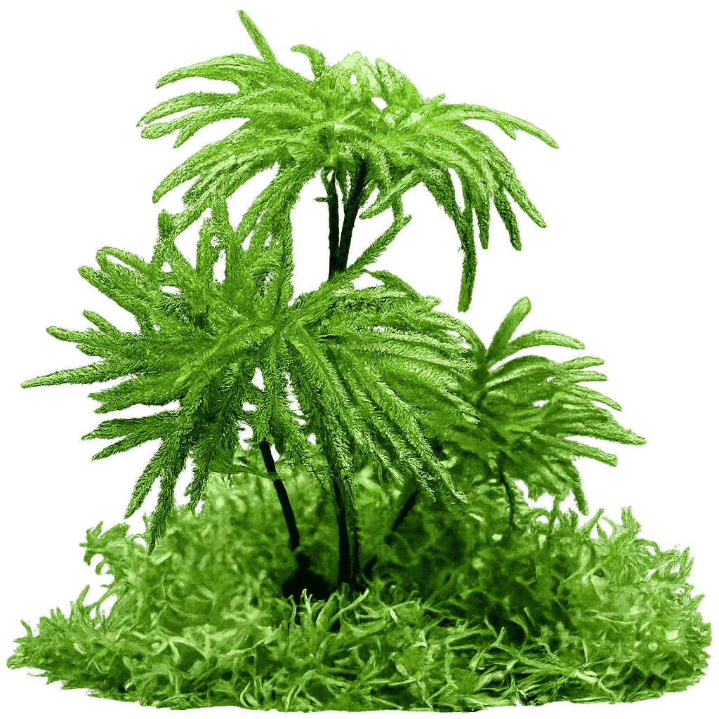 Climacium japonicum — moss species compatible with MoNS moss nutrient fertilizer
