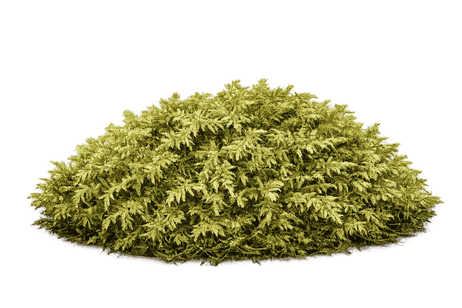 Hypnum plumaeforme — moss species compatible with MoNS moss nutrient fertilizer