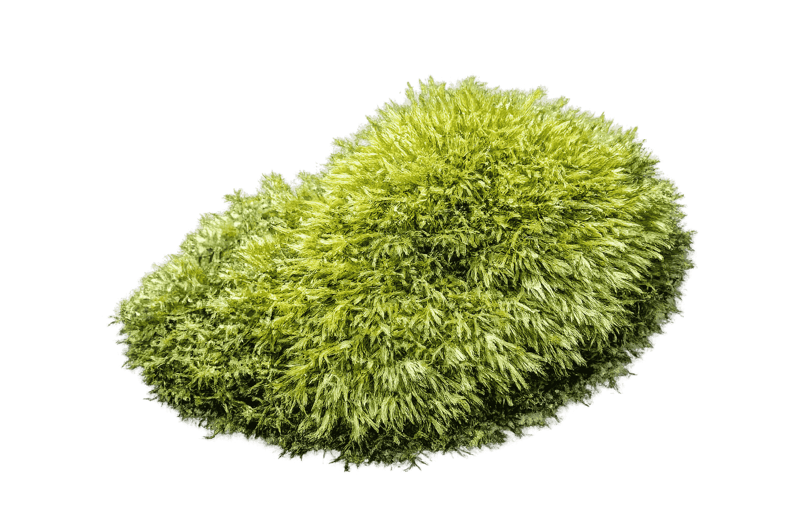 Leucobryum juniperoideum — moss species compatible with MoNS moss nutrient fertilizer