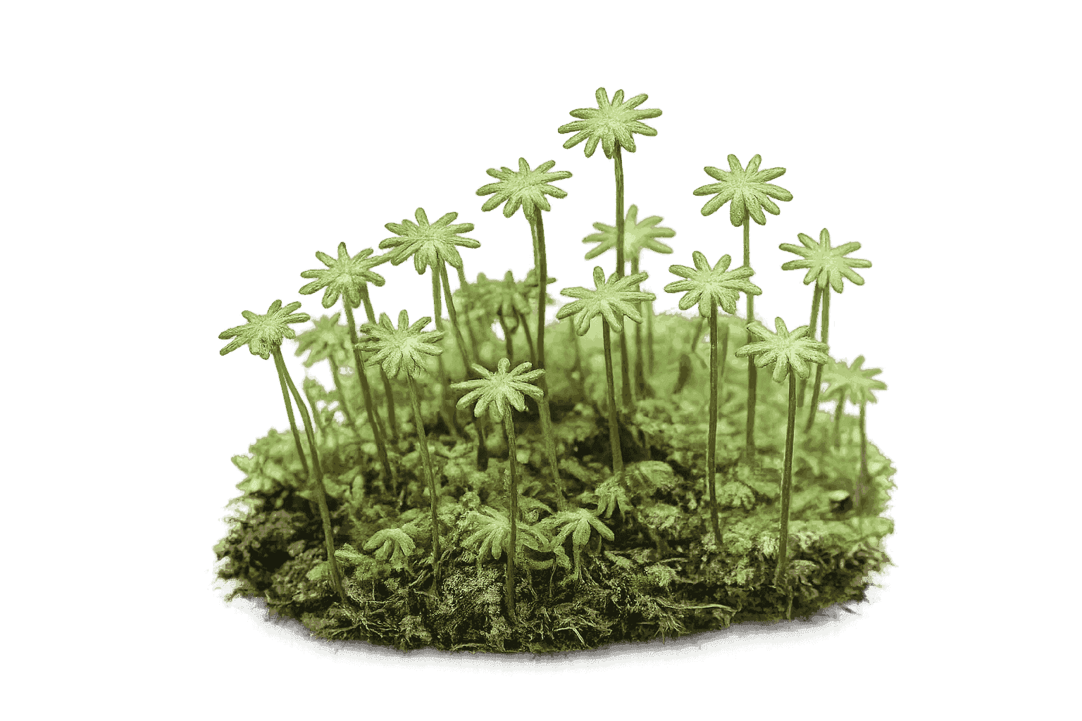 Marchantia polymorpha — moss species compatible with MoNS moss nutrient fertilizer