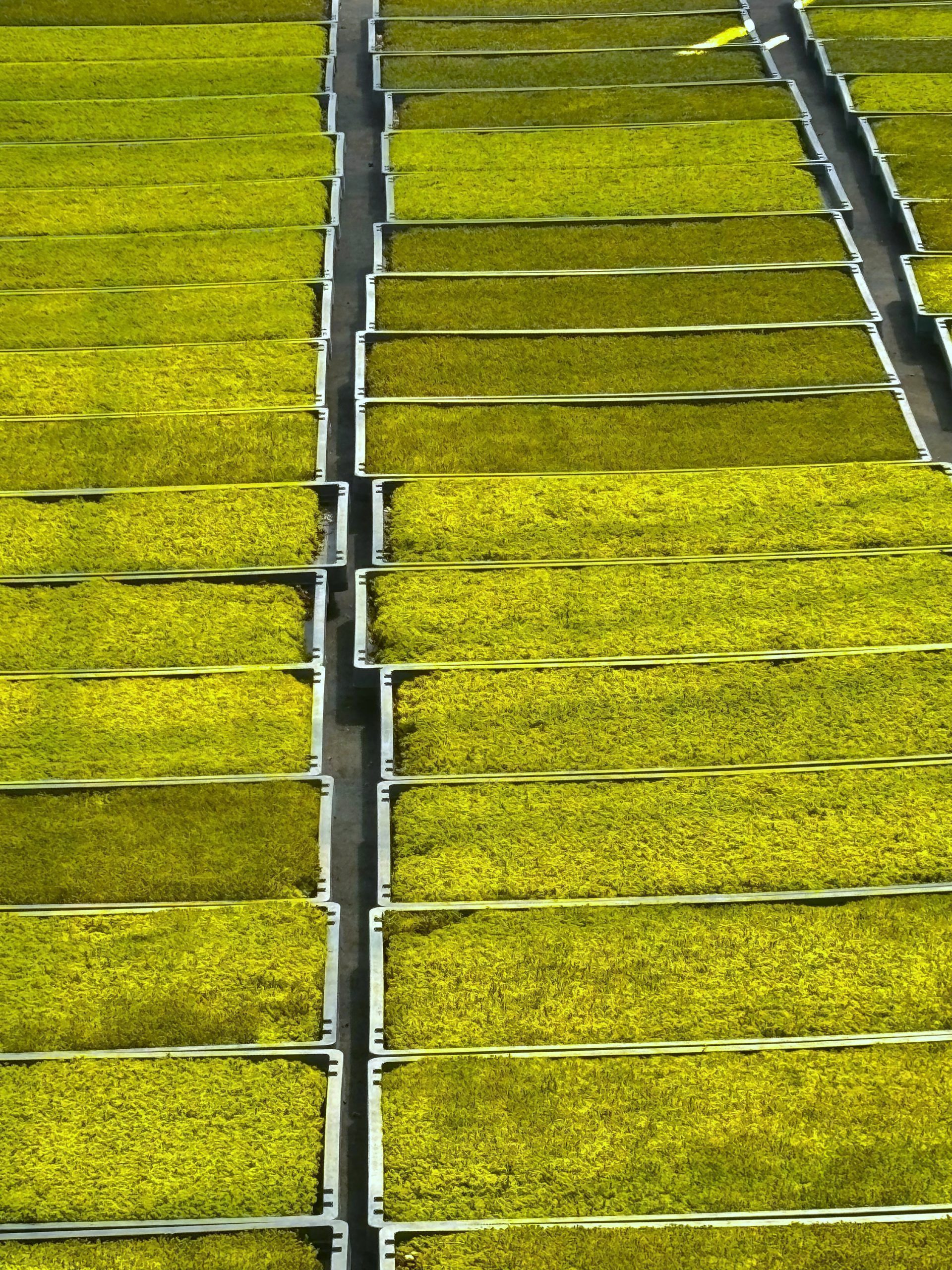 MoNS moss nutrient fertilizer for industrial sphagnum moss cultivation — shorter harvest cycle and higher yield