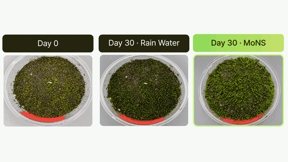 MoNS moss fertilizer trial data — 30% higher growth rate in controlled sphagnum moss cultivation