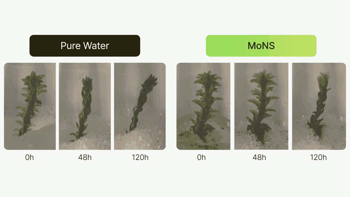 MoNS moss fertilizer — natural moss structure and morphology maintained after application, no visible residue