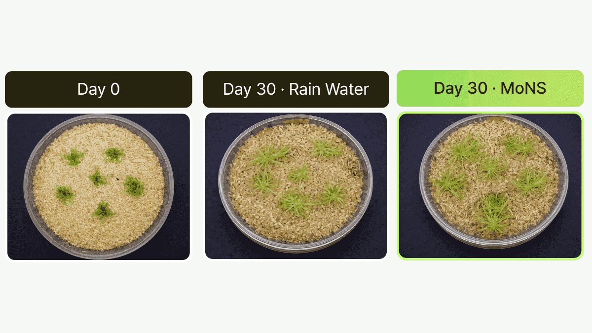 MoNS sphagnum moss cultivation trial — higher density growth and improved usable biomass per harvest area