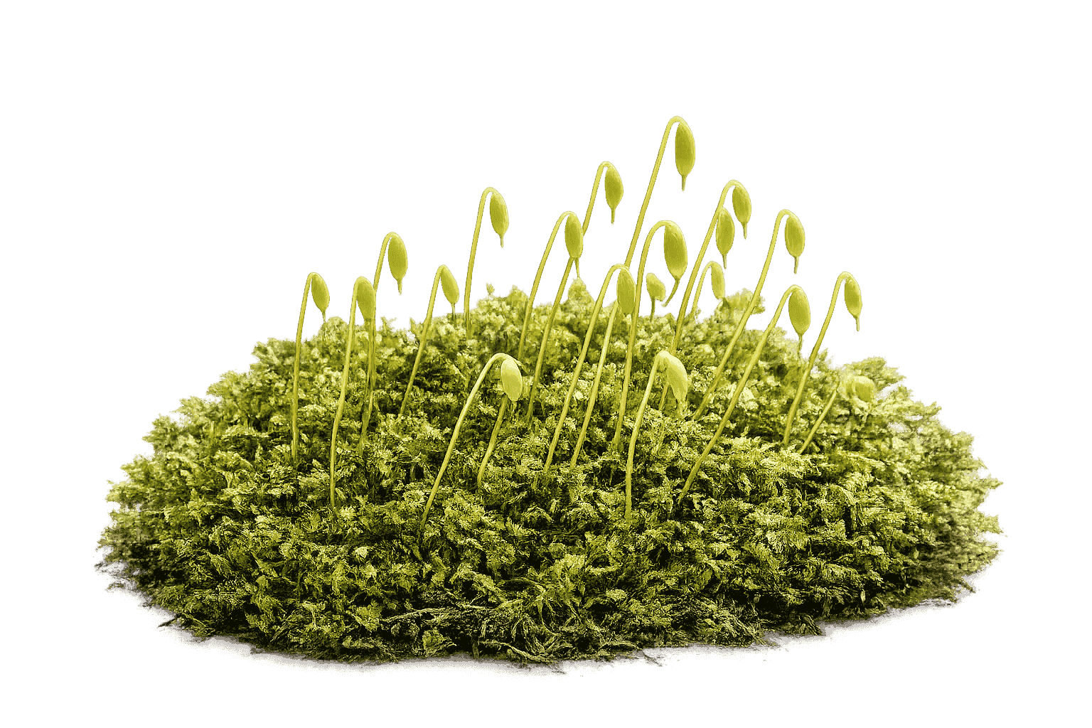 Plagiomnium cuspidatum — moss species compatible with MoNS moss nutrient fertilizer