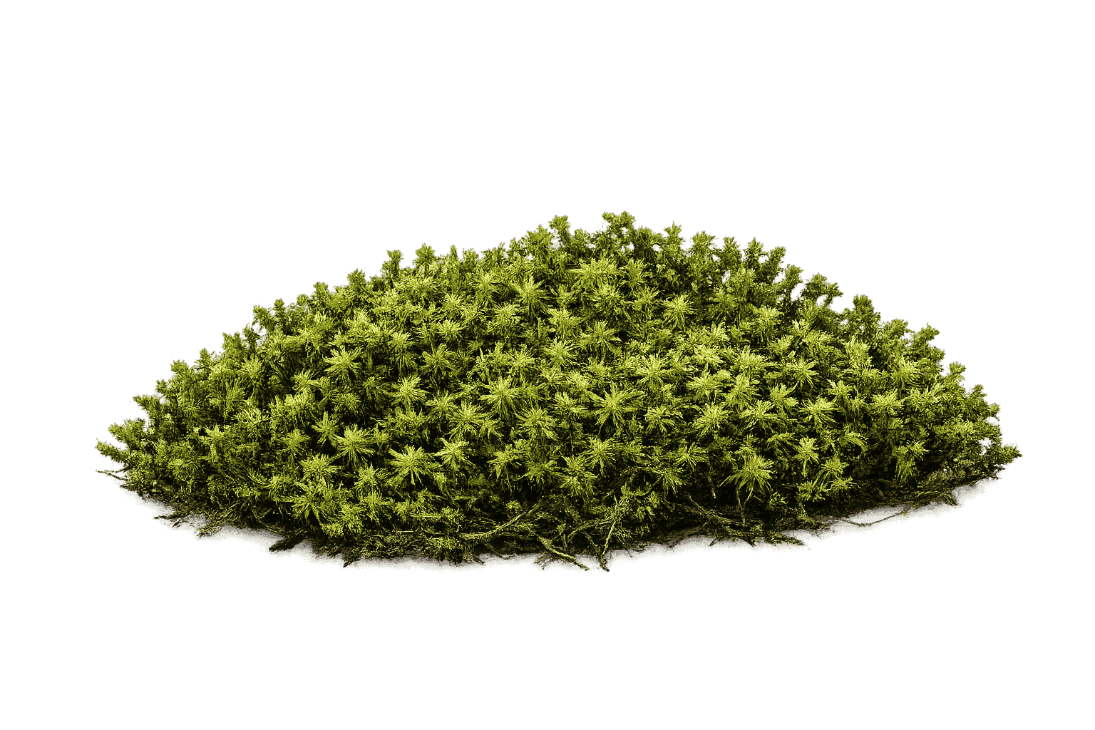 Racomitrium canescens — moss species compatible with MoNS moss nutrient fertilizer