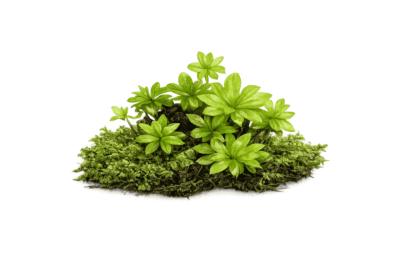 Rhodobryum giganteum — moss species compatible with MoNS moss nutrient fertilizer