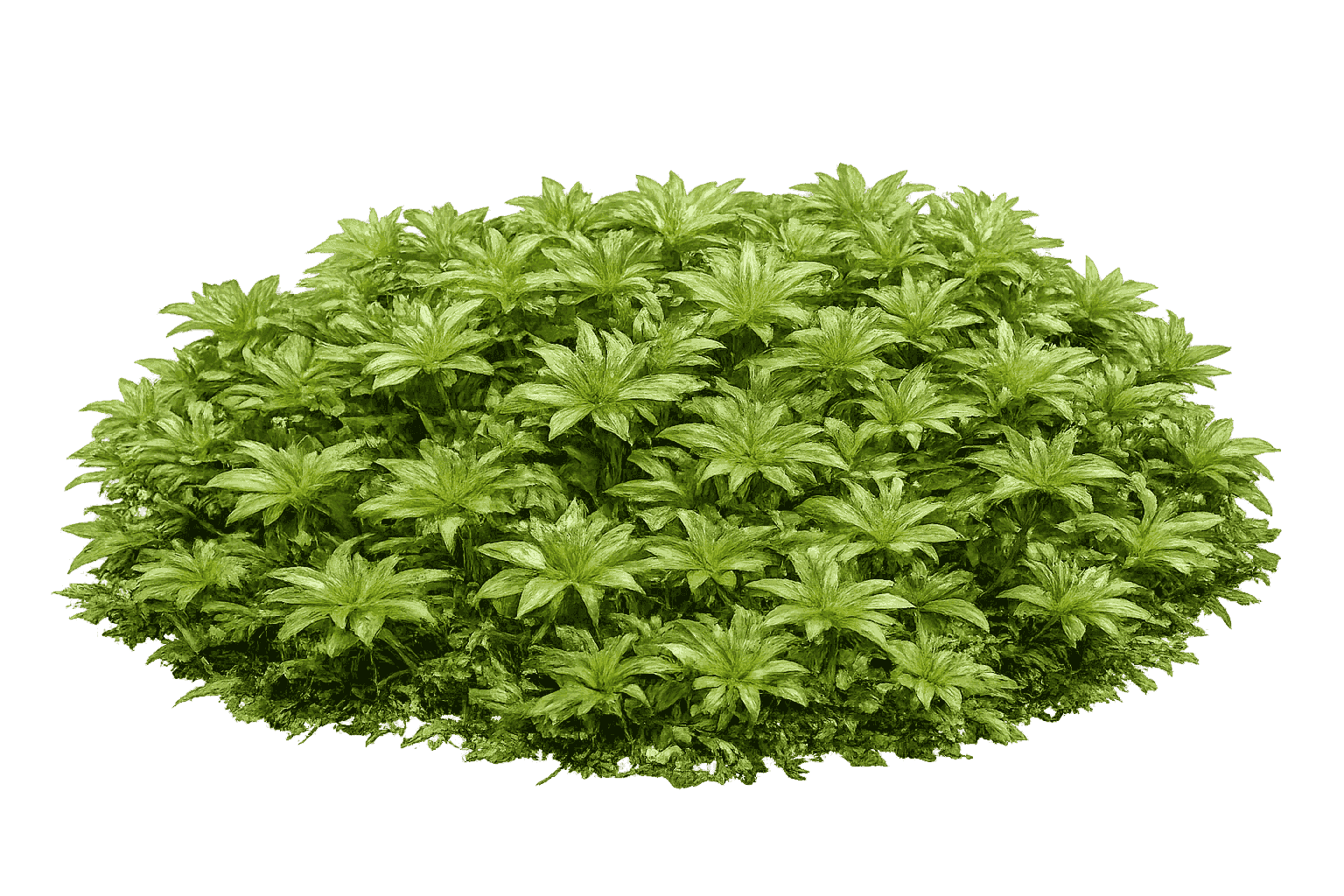 Rhodobryum roseum — moss species compatible with MoNS moss nutrient fertilizer
