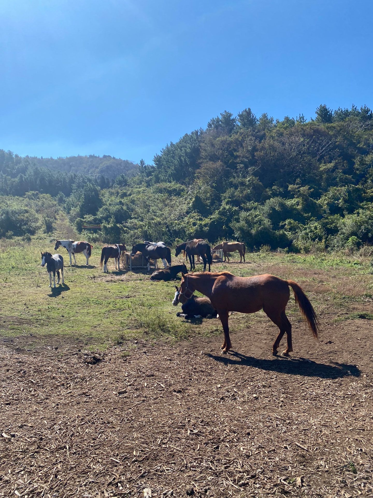 Doneori Oreum Soil Restoration Project, Jeju