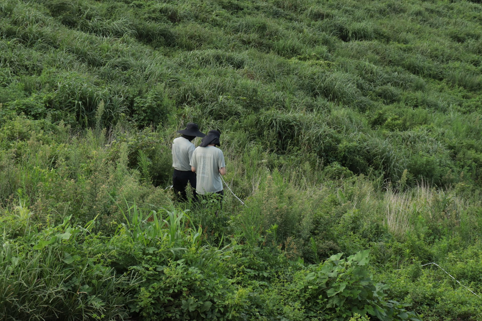 Geumoreum Soil Restoration Project, Jeju