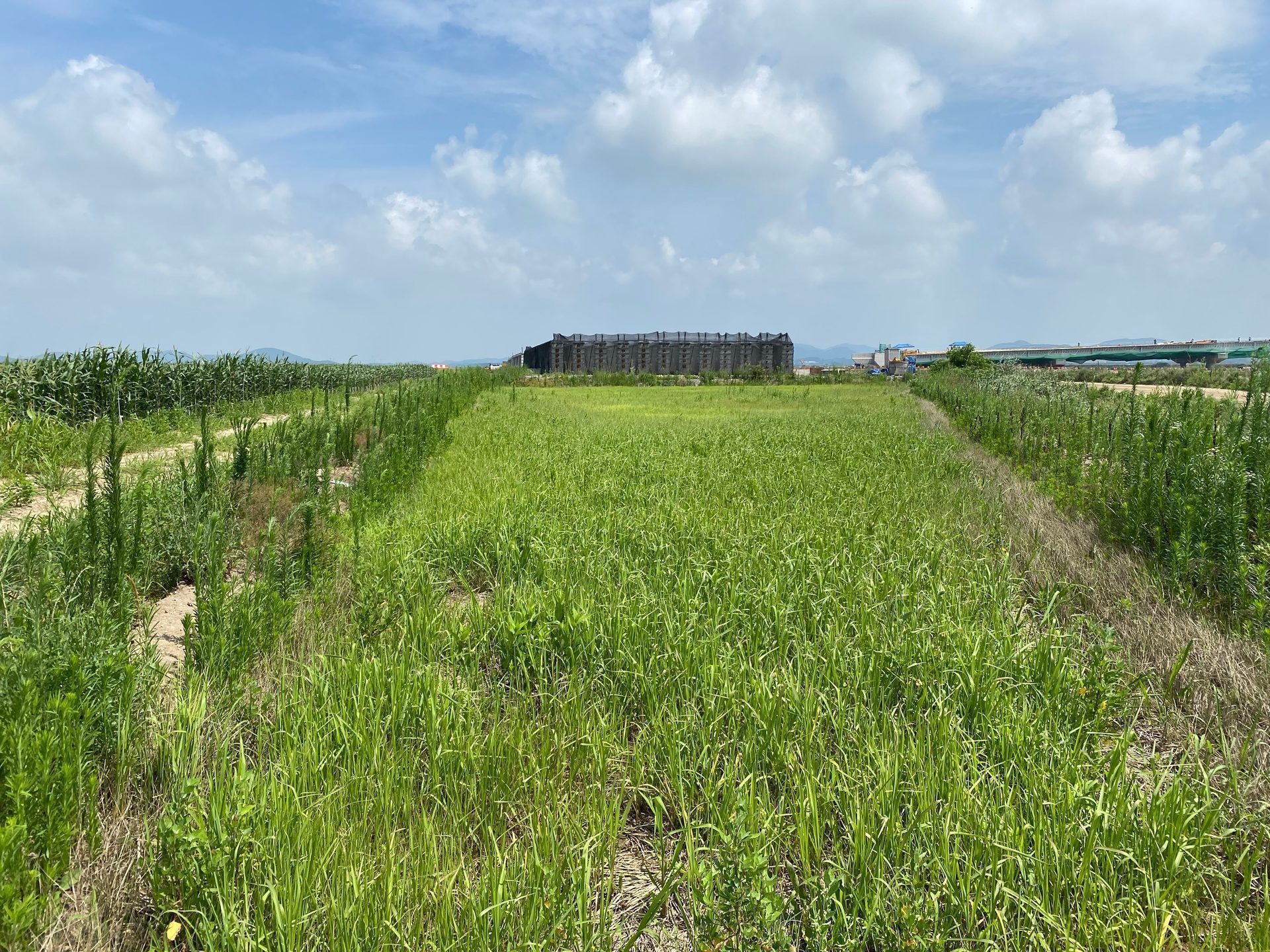 West Coast Reclaimed Land Soil Restoration Project